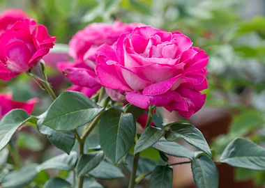 pink roses for holidays