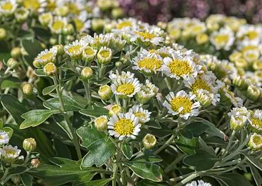 Chrysanthemum pacificum