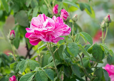 pink roses for holidays