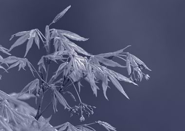 maple leaf in spring