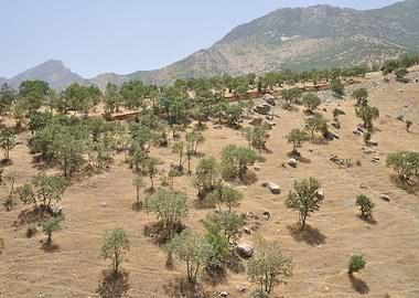 Mini trees on mountains