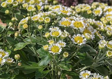 Chrysanthemum pacificum