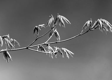 maple leaf in spring