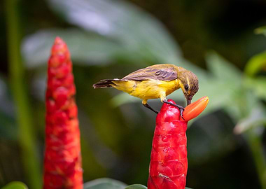 Olive Backed Sunbird