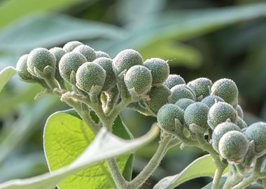 green and yellow berries