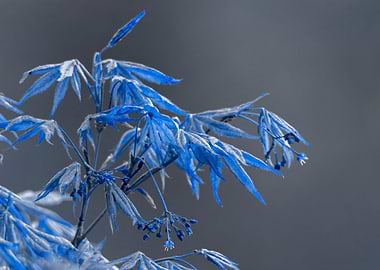 maple leaf in spring