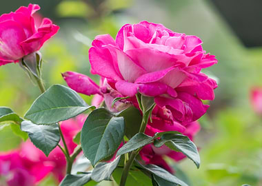 pink roses for holidays