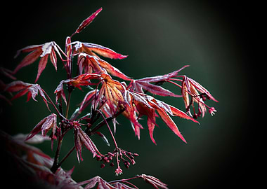 maple leaf in spring
