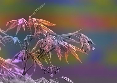 maple leaf in spring