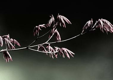 maple leaf in spring