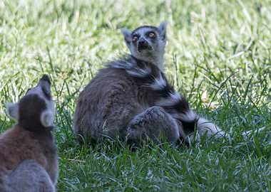 ring tailed lemur