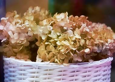 dried hydrangea