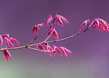 maple leaf in spring