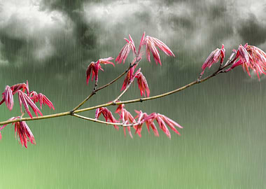 maple leaf in spring