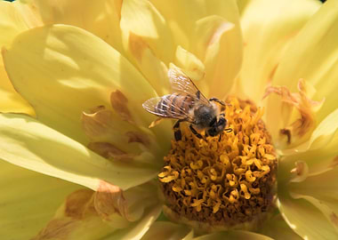 bee on flower