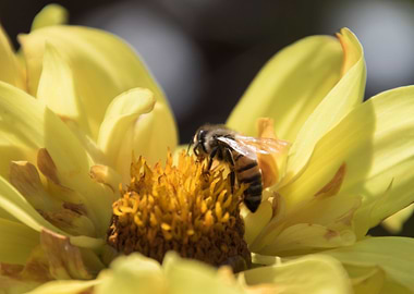 bee on flower