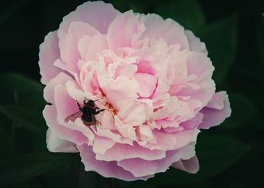Peony and Bee