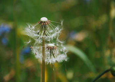 Dandelions