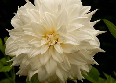 Soft Yellow Dahlia