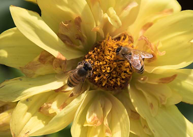 bee on flower