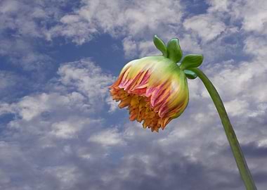 dahlia in the garden