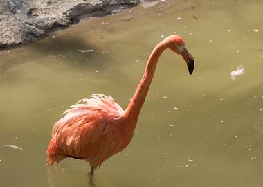 ruber flamingo