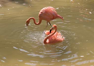 ruber flamingo