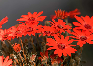 daisy in bloom in spring