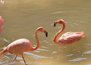 ruber flamingo
