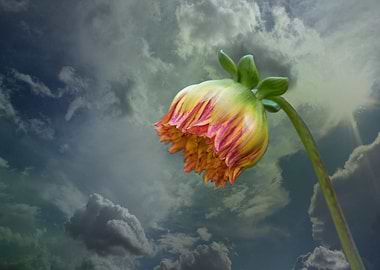 dahlia in the garden