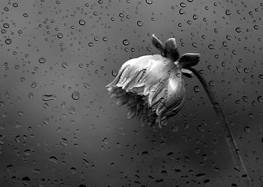 dahlia in the garden