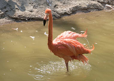 ruber flamingo