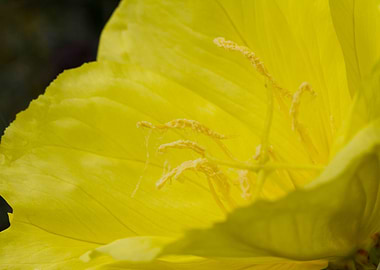flower in spring season