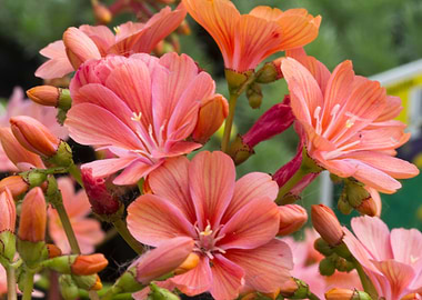 lewisia in spring season