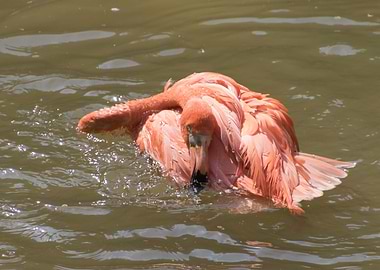 ruber flamingo