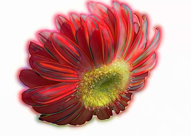 isolated aster flower