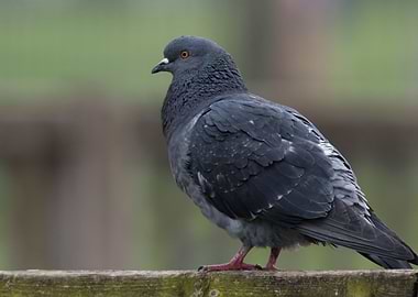 pigeon at park