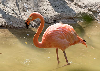 ruber flamingo