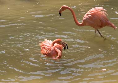 ruber flamingo