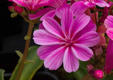 lewisia in spring season