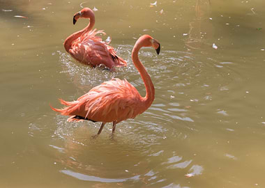ruber flamingo