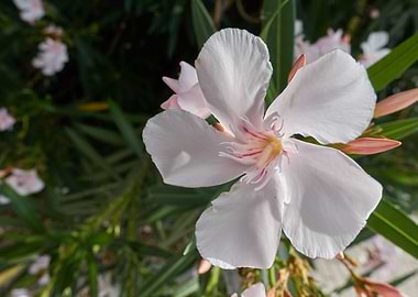 white oleander