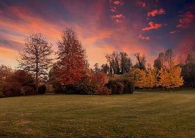 colorful trees in park