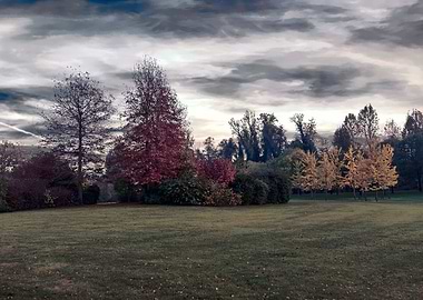 colorful trees in park