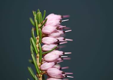Erica carnea blossoming