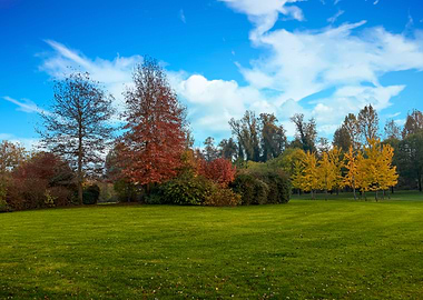 colorful trees in park