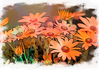 daisy in bloom in spring