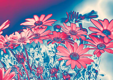 daisy in bloom in spring