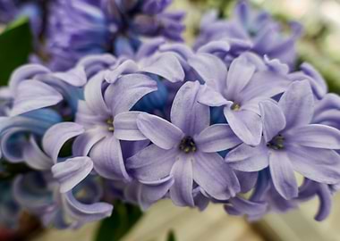 blue hyacinth in bloom