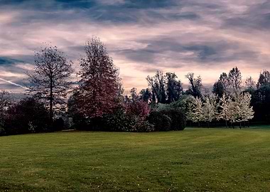 colorful trees in park